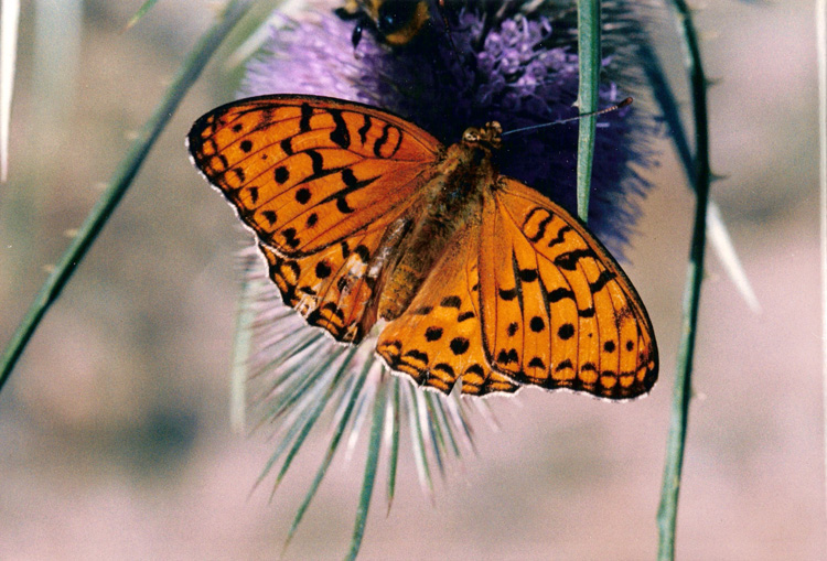 farfalla da identificare